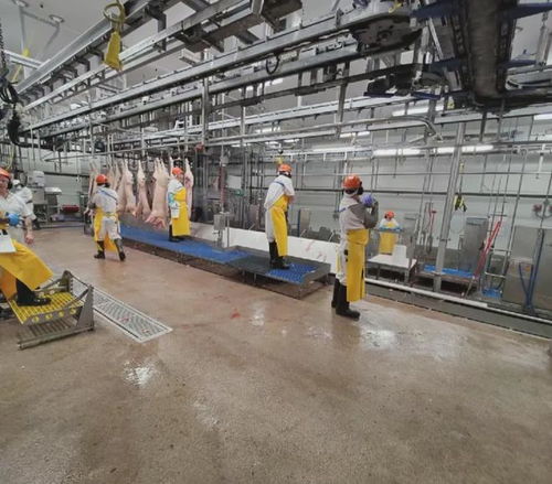 蕾西在澳洲肉聯廠糟糕環境下周薪多少